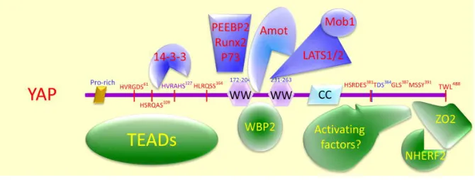 Figure 10. Summary of proteins shown to interact with YAP/TAZ/Yki.  Amot family proteins are present only in mammalian cells but the drosophila expanded has been shown to interact with WW domain of fly Yki