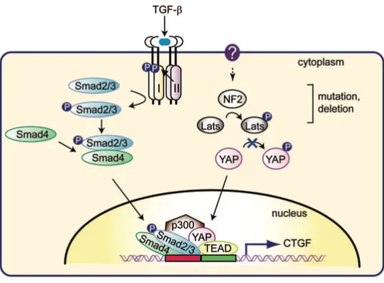 Figure 12. Schematic model of CTGF promoter activation through TGFb/Smad signaling and disturbance of the NF2/Hippo pathways