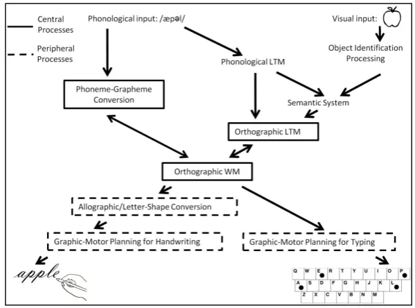 Fig. A. A schematic depiction of the cognitive architecture of the written word production system 