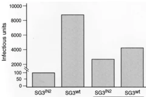 FIG. 4. Complementation of SG3IN2pSG3293T cells with pLR2P-vprIN. The culture supernatants were collected 48 h later,ﬁltered through 0.45-enzyme-linked immunosorbent assay (Coulter Inc.)