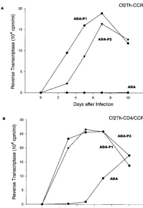 FIG. 2. Envelope glycoprotein changes observed for the ADA-P1 andADA-P2 viruses. The organization of the HIV-1 envelope glycoproteins is