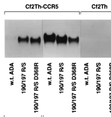 FIG. 4. CCR5-binding ability of gp120 glycoproteins from the adapted virus.The binding of radiolabeled, soluble gp120 glycoproteins to Cf2Th-synCCR5