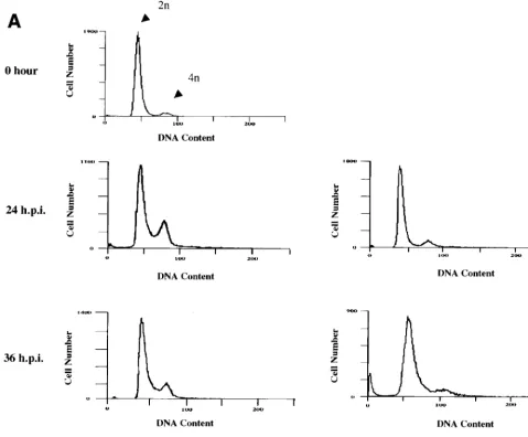 FIG. 3. Characterization of the cell cycle arrest of) after release from Gpercentage of cells in the G1or 18 h after release into 10% FBS-containing medium (B)