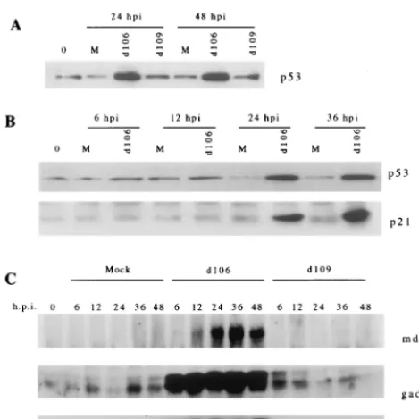 FIG. 6. dcellular p53. Flow cytometry histogram of mock-infected andinfected H1299 cells at 24 h postinfection
