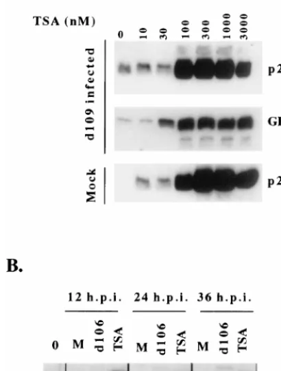 FIG. 8. TSA and ICP0 have similar effects on gene expression from cellularand viral genomes