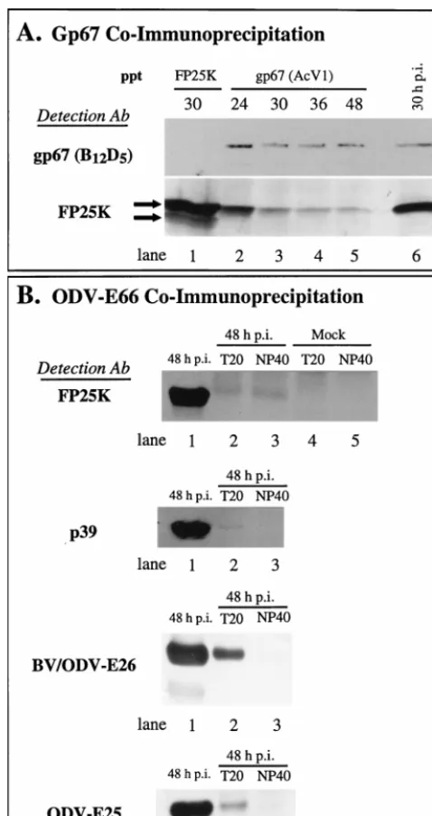 TABLE 1. Summary of protein-protein interactions