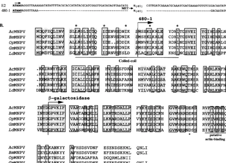 FIG. 1. Genomic constructs and sequence comparison of FP25K proteins. (A) The 5�morivirus), U75930 (nt 50697 to 51323); Actranscription initiation sequence (arrow)