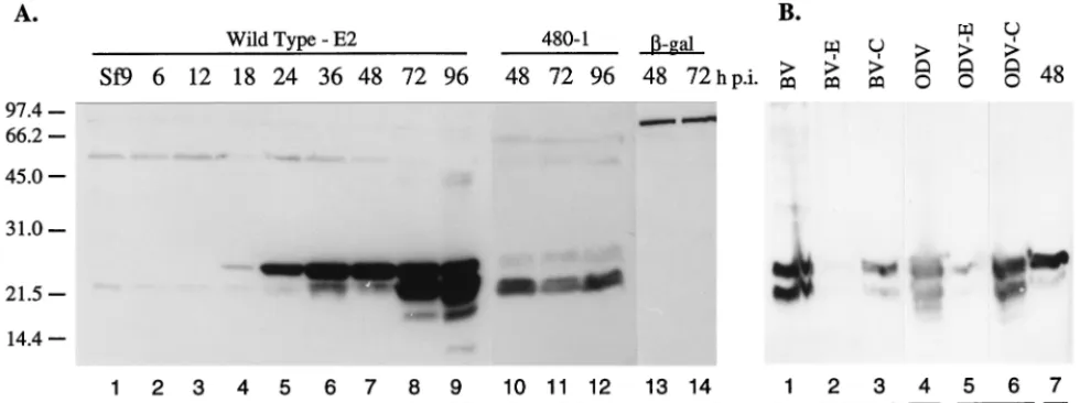 Fig. 3F). No ODV proteins were detected with the BV. A timecourse analysis of infected cells showed that the 25-kDa pro-tein was the ﬁrst to accumulate to detectable levels, while the