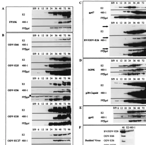 FIG. 3. Structural protein-temporal expression. (A to E) Matched sets of cell lysates (25 �content with the appropriate antibody
