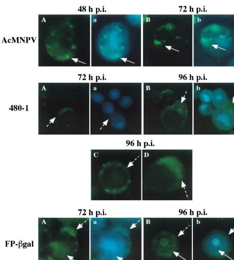 FIG. 5. Cellular localization of ODV-E66. Sf9 cells were infected with WT AcMand reacted with antibody to ODV-E66 (no