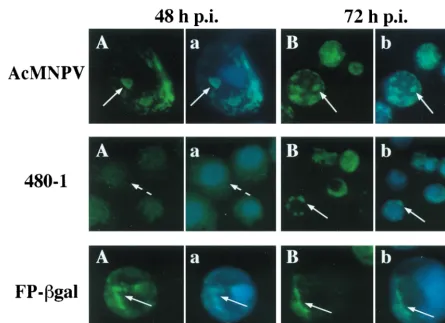 FIG. 6. Cellular localization of ODV-E25. Sf9 cells were infected with WT AcMand reacted with antibody to ODV-E25 (1:1,000) and FITC-conjugated secondary antibody