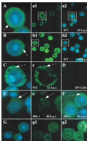 FIG. 7. Cellular localization of FP25K. (A to C) Cells were infected with WT AcMb1, FITC exposure; a2 and b2, FITC-DAPI dual exposure; the cells chosen as representative of the population are indicated (boxes) and then enlarged in panels Aand B (FITC-DAPI 