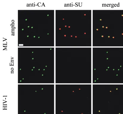 FIG. 1. Visualization of MLV vector and HIV-1 particles. Virus supernatants of MLV vectors bearing MLV-A Env (ampho) and no Env and HIV-1 GUN-1 isolatewere air dried and ﬁxed with 4% paraformaldehyde on glass slides