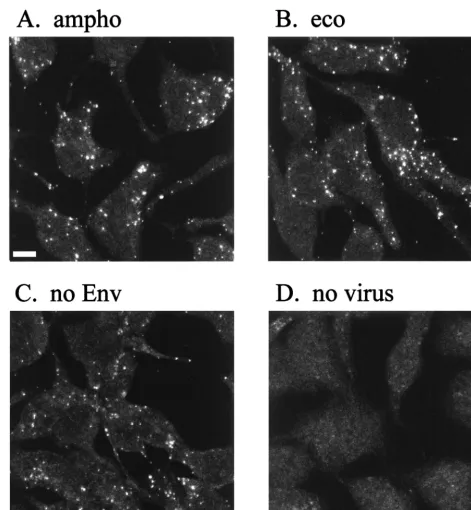 FIG. 4. Binding of MLV vector particles to TE671 cells. Cell supernatant of TE671 cells producing LacZ(MLV-A) (A), LacZ(MLV-E) (B), LacZ pseudotypewithout Env proteins (C), and no virus particle (D) was added to TE671 cells