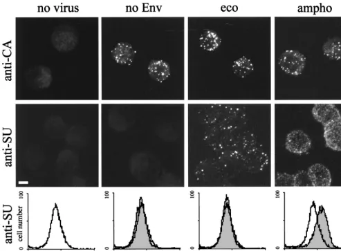 FIG. 5. Comparison of FACS and confocal microscopy analyses of MLV vector binding to TE671 cells