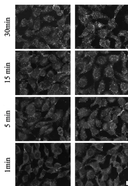 FIG. 6. Kinetics of binding of MLV vector particles to adherent cells. TE671 cells were incubated with MLV vector particles with MLV-A Env (ampho) and without any Env protein (no Env) for 1, 5, 15, andm.30 min and then processed for immunostaining with ant