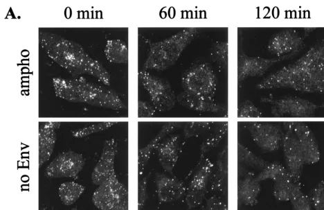 FIG. 7. Kinetics of MLV vector particles dissociation from cells. TE671 cells were incubated with MLV vector particles with MLV-A Env (ampho) and without anyEnv protein (no Env)