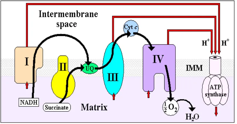 Fig 2: Electron Transport Chain 