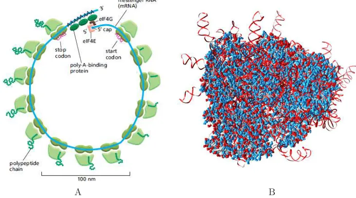 Figure 1.1: Panel A: a model of polysome. Multiple ribosomes are translating thesame strand of mRNA into proteins