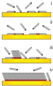 Figure 1.3: Steps of the self-assembling process: i. physisorption of molecules onthe substrate, ii.binding of the head-groups with the substrate in the stripedphase, iii