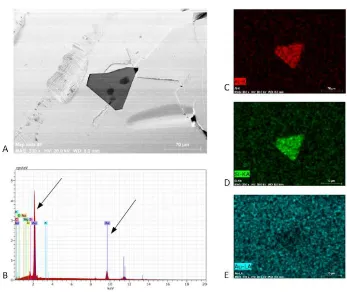 Figure 4.4: Gold stripped from mica at the SEM-EDX. Panel A: SEM image ofa sliver of mica on the gold surface