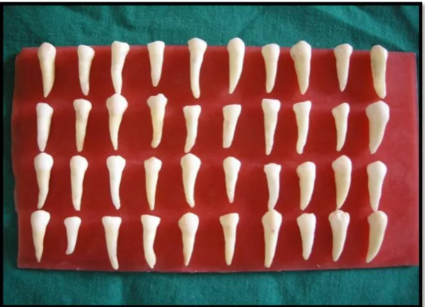 Fig.1:Teeth Samples 