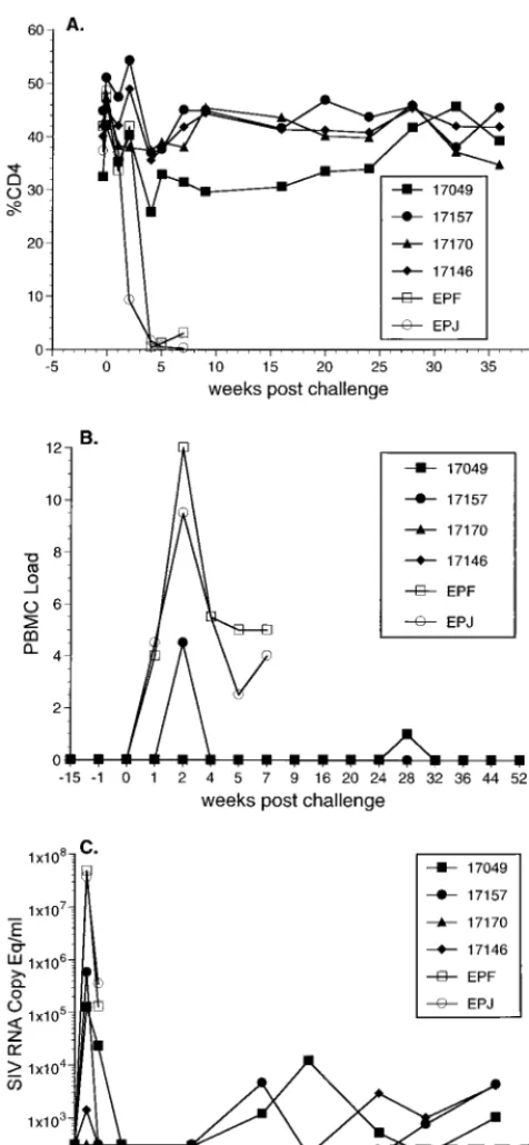 TABLE 2. HIV-1 env sequences in PBMC afterSHIV89.6p challengea