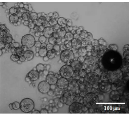 Figure 2.8 Optical image of treated gelatin microbeads after putting in 