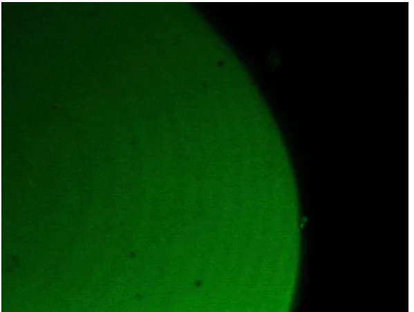 Figure 3.7 Confocal image of the cross section of Alg-5 