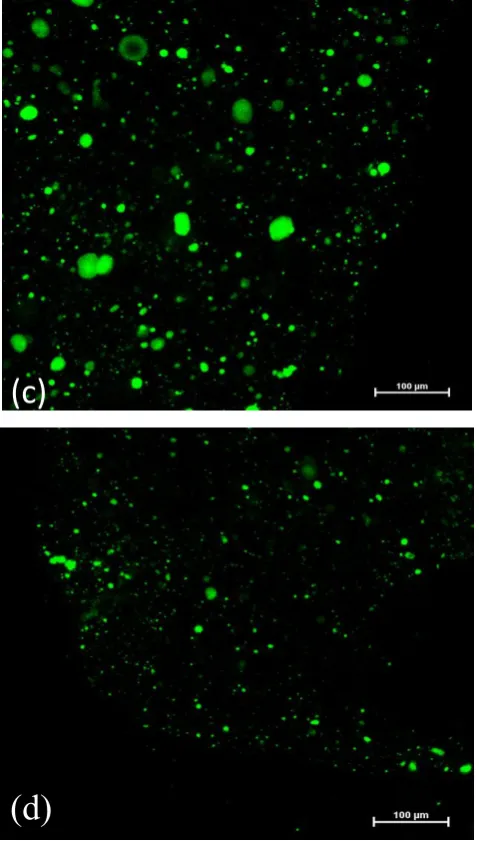 Figure 3.8 Confocal microscopy images of FL-loaded gelatin microbeads (Gm) encapsulated in alginate solution and cross-linked alginate gels: (a) Gm in liquid alginate solution before alginate cross-linking, (b) Gm in alginate hydrogel immediately after cro