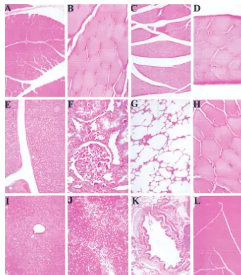 FIG. 11. Absence of cellular inﬁltration at site of injection after wt AAV infection. Paraformaldehyde-ﬁxed tissue sections were prepared from animals 21 days afterinfection with wt AAV