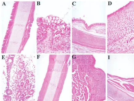 FIG. 12. Lack of cellular inﬁltration after intranasal wt AAV infection. Paraformaldehyde-ﬁxed tissue sections from the nose and trachea were prepared fromanimals 21 days after infection with wt AAV