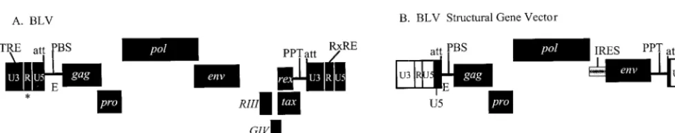 FIG. 1. Genomic structures of BLV and BLV SGV with cisand U5 regions separated by white lines; labeled rectangles, open reading frames; asterisk, major BLV splice donor.Tax-responsive element; att, provirus integration sequence; E, viral RNA encapsidation 