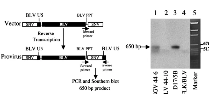 TABLE 1. BLV sequences in rabbit PBMCs by PCR andSouthern blot hybridization