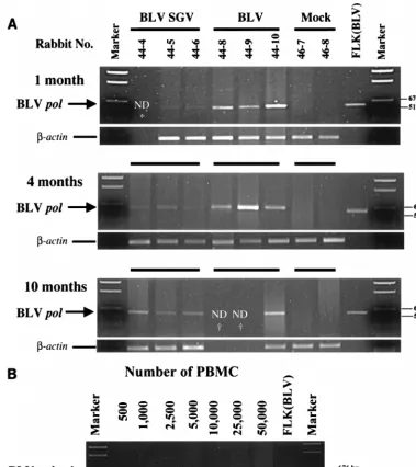 FIG. 3. Semiquantitative PCR analysis to evaluate differences in proviral load. (A) PCR to detect BLV pol*, not determined (ND) because sample was not available; †, not determined because the animal died before harvest