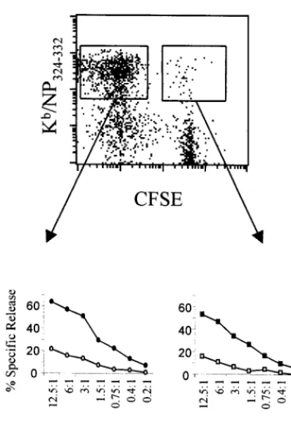 FIG. 5. Both divided and nondivided NP324–332cytotoxicity in ainclude only CD8and NPpeptide plus IL-2