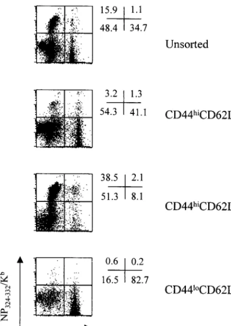FIG. 7. Proliferative potential segregates with the CD62L phenotype. Spleencells from Sendai virus memory mice were stained with anti-CD44 and anti-