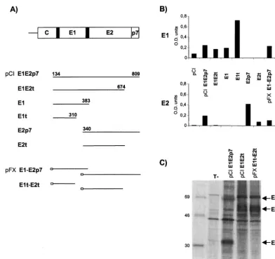 FIG. 1. Plasmids and in vitro expression studies. (A) Schematic representation of the HCV envelope region
