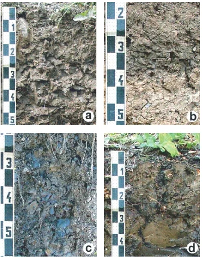 Figure 1. Examples of macropores and fractures in clay soils