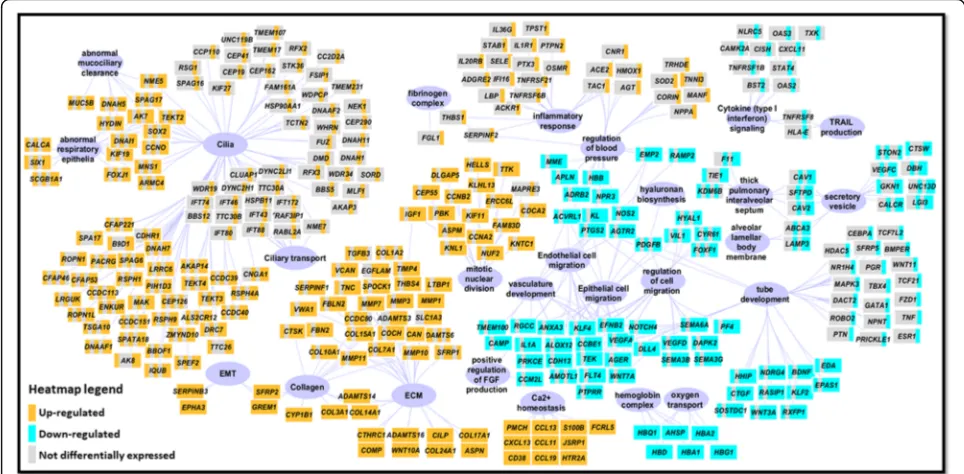 Fig. 3 Enriched biological processes in each gene category revealed commonly and high-severity-associated biological pathways perturbed in IPF.Selected enrichment terms derived from gene lists in DEG groups were shown