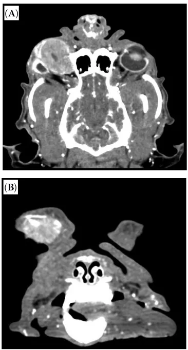 Figure 1. Photograph of the right eye showing exophthal-mos, redness, protrusion of the third eyelid and swollen eyelids