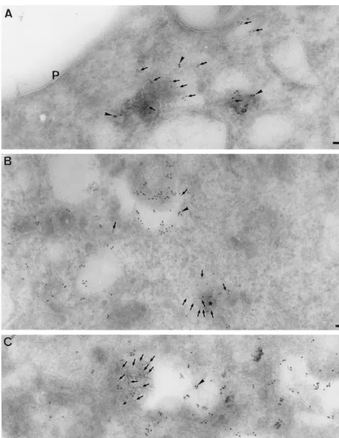 FIG. 9. Double labeling of MHV-infected cells at 5 h p.i. with POL and LAMP-1. Panel A shows several structures that label both for POL (10-nm gold,arrowheads) and LAMP-1 (5-nm gold, small arrows)