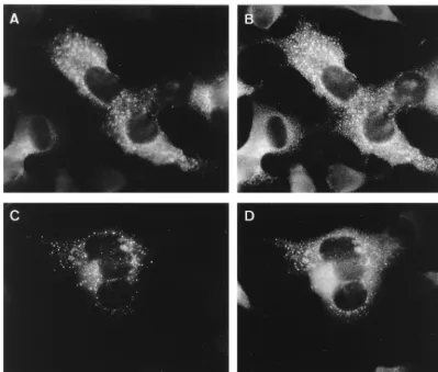 FIG. 10. Localization of BrUTP in MHV-infected cells as seen by IF. Double labeling of BrUTP (A and C) and the replicase antisera 3CLpro (B) and CT1a (D).MHV-infected cells were transfected with BrUTP at 5 h p.i