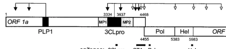 FIG. 1. Coronavirus gene 1 expression and processing. The schematic of gene 1 shows the organization into ORF1a and ORF1b, with a number of importantdomains: papain-like proteinase 1 (PLP-1), 3C-like proteinase (3CLpro), hydrophobic domains (MP1 and MP2), RNA-dependent RNA polymerase (Pol), and helicase