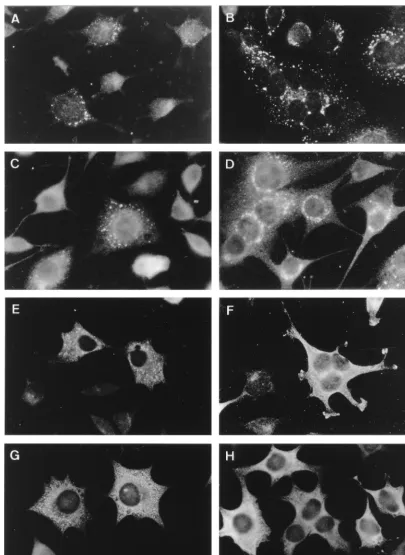 FIG. 2. Indirect IF analysis of nonstructural proteins in MHV-infected cells ﬁxed at 5 (panels A, C, E, and G) and 7 (panels B, D, F, and H) h p.i