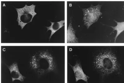 FIG. 3. IF double labeling of the MHV N protein (A and C) with the replicase antisera 3CLpro (B) and POL (D) at 5 h p.i