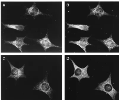 FIG. 4. IF double labeling of LAMP-2 (A and C), a marker for late endosomes and lysosomes, and the MHV replicase proteins CT1a (B) and POL (D)