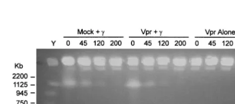 TABLE 3. Vpr causes decreased mutation frequency in the absenceof all other viral proteinsa