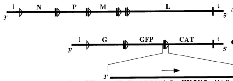 FIG. 1. Schematic representation of the two genomes of GFC/�sequences in GFC contained all of thegene start sequence is underlined, and the arrow indicates the direction of mRNA transcription