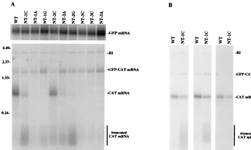 FIG. 3. Northern blot analysis of in vitro-generated RNA from wild-type (WT) and mutant GFC/�fractionated on a 2% agarose-formaldehyde gel, and transferred to a nylon membrane